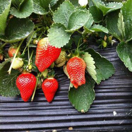 京郊小白草莓苗、新疆草莓苗、乾纳瑞农业科技优惠价