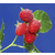 红树莓浓缩汁美国原装进口浓缩汁缩略图2