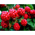 红树莓浓缩汁美国原装进口浓缩汁缩略图1