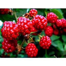 红树莓浓缩汁美国原装进口浓缩汁