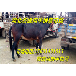 张北县牲畜市场供应好品种的肉牛犊