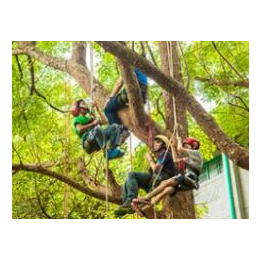 历奇探险-攀树乐园-户外运动-攀爬巨树