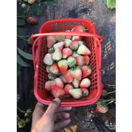 衢州草莓苗,乾纳瑞农业科技公司售,天香草莓苗