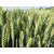小麦高产关键技术-地福来生物肥缩略图1