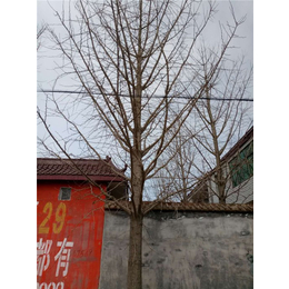 砚山县银杏树,十万亩银杏,5公分银杏树价格