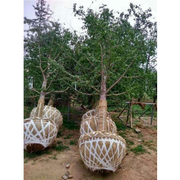 西双版纳傣族自治州银杏树、精品银杏树价格、十万亩银杏
