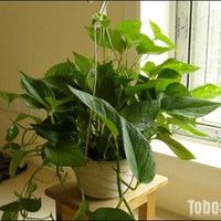 10种除甲醛的植物
