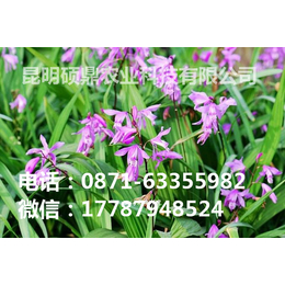 供应批发****三叉紫花* *种苗 种块茎 昆明 贵州 重庆