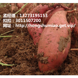 亳州济薯21红薯价格 安徽地瓜厂家批发销售