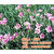 宿根花卉供应、君诚花卉苗木(在线咨询)、广西宿根花卉缩略图1