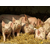 猪采食量低怎么办用舜和猪发酵饲料缩略图1