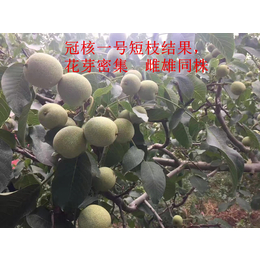 冠核一号核桃苗两年核桃苗高度80公分左右薄皮矮化品种核桃苗