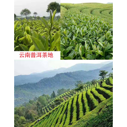 拜农生物(图)_生物菌肥生产厂家_福建生物菌肥