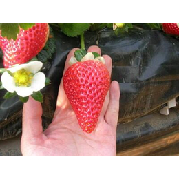 赛娃草莓苗价格_鞍山草莓苗_乾纳瑞农业科技优惠价(图)
