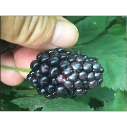 湖北树莓苗|蓝丰园艺场|树莓苗包邮免运费