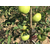苹果礼盒哪家好_康霖现代农业(在线咨询)_苹果礼盒缩略图1