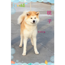 日本秋田犬代理_巨洲犬舍(在线咨询)_秋田犬