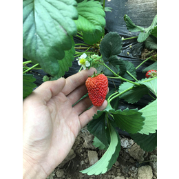 辽宁草莓苗|乾纳瑞农业科技欢迎您|*草莓苗