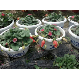 台州草莓苗|乾纳瑞农业科技欢迎您|咖啡草莓苗