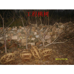 丽水桃树苗|信诺为民苗木基地|什么地方出售桃树苗