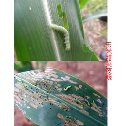 生物有机肥|拜农中药叶面肥|有什么去病虫害玉米生物有机肥