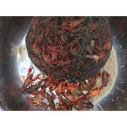 龙虾养殖技术、元泉湾生态农业(在线咨询)、龙虾养殖