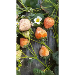 淮南草莓苗_乾纳瑞农业科技欢迎您_草莓苗新品种
