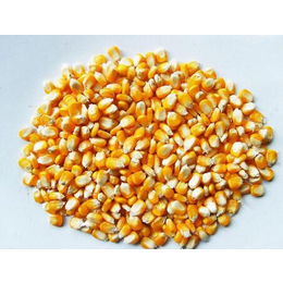 上海骧旭农产品(图)|玉米供货商价格|玉米