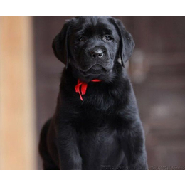 拉布拉多幼犬_拉布拉多幼犬报价_尊宠天下(****商家)