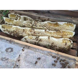 陕西蜜蜂出售,蜜蜂出售基础,贵州蜂盛(****商家)
