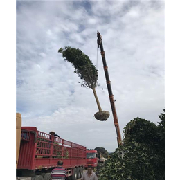 骏达园艺_重庆占地桂花树批发基地_铜梁县占地桂花树