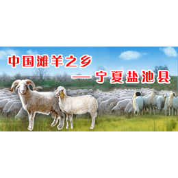 北京哪里有卖宁夏盐池滩羊的