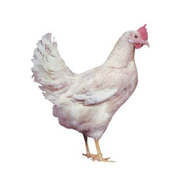 罗曼粉壳蛋鸡,达州罗曼粉,华帅青年鸡供应商(查看)