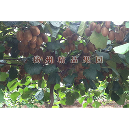 黄金国16A猕猴桃苗,精品果园(在线咨询),猕猴桃苗