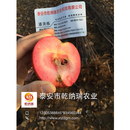 云南苹果苗、乾纳瑞农业科技好品质、柱状苹果苗批发