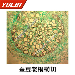 藜芦根横切生物玻片|郑州生物玻片|雨林教育