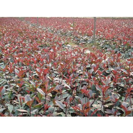 1.5米高红叶石楠苗价格|毕节红叶石楠|百信红叶石楠球