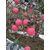 洛川苹果批发价格、景盛果业、洛川苹果缩略图1