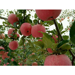 洛川苹果多少钱,洛川苹果,景盛果业