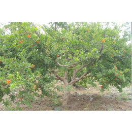 25公分石榴树|阳光银杏苗圃场|石榴树