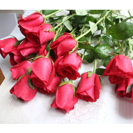 玫瑰花盆栽、 濮阳市世锦花卉基地、玫瑰花盆栽批发价格
