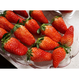 草莓苗、乾纳瑞(在线咨询)、红颜草莓苗价格