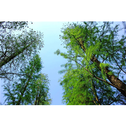 池杉出售、淘氧彩叶苗木(在线咨询)、池杉