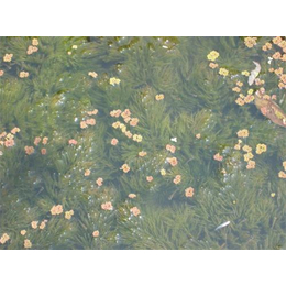 水生植物基地_绿荷水生(在线咨询)_金鱼藻