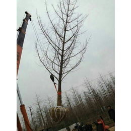 甘肃银杏苗,阳光银杏苗圃场(在线咨询),银杏