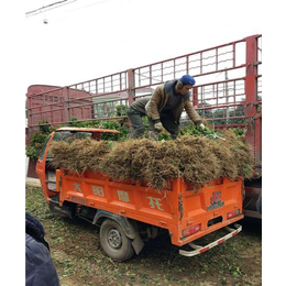 河南茶苗价格、骏达园艺(在线咨询)、郑州茶苗