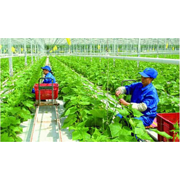 绿肥作物广告招商|中国农林网(在线咨询)|广告招商