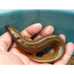 泥鳅幼苗养殖技术|有良水产养殖(在线咨询)|泥鳅