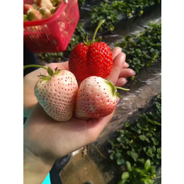 脱毒草莓苗、乾纳瑞(在线咨询)、草莓苗