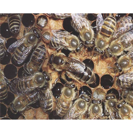 贵阳中蜂养殖基地、贵州蜂盛(在线咨询)、中蜂养殖基地